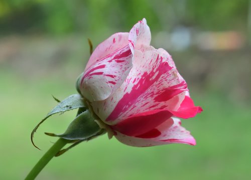 rosa  nature  flower