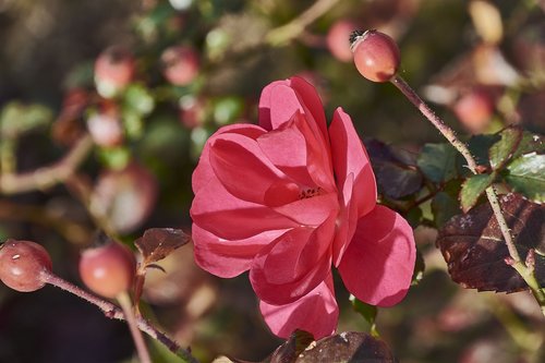 rosa  garden  flower