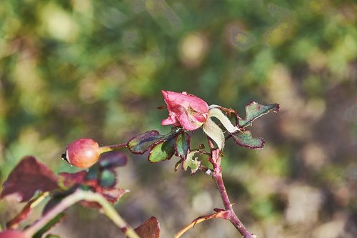 rosa  garden  flower