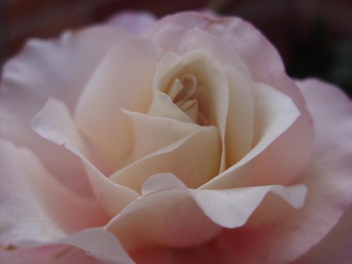 rosa  flower  nature
