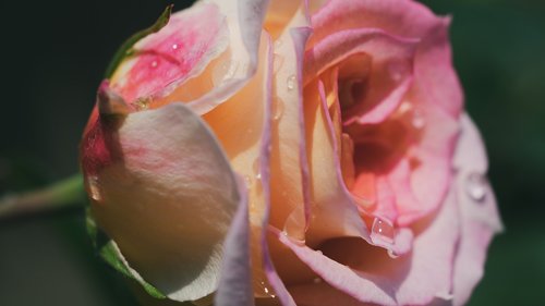 rosa  flower  romance