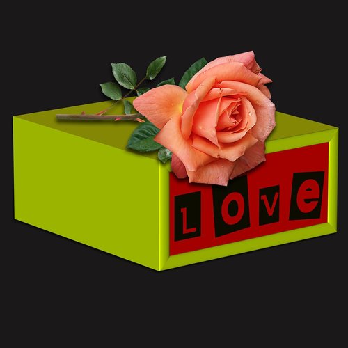rosa  flower  box