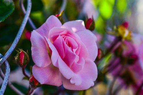 rosa  flower  roses