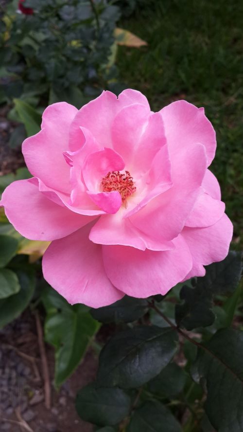 rosa flower garden