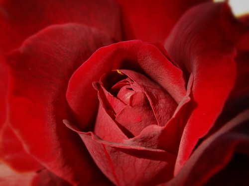 rosa  roses  petal