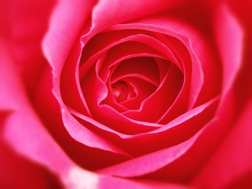 rosa  roses  petal