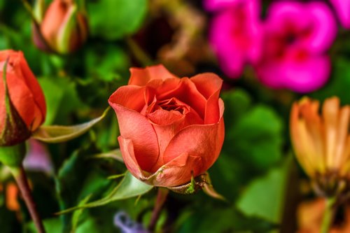 rosa  flower  nature