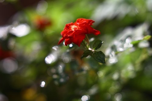 rosa  nature  red