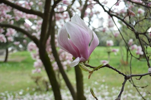 rosa  flower  spring