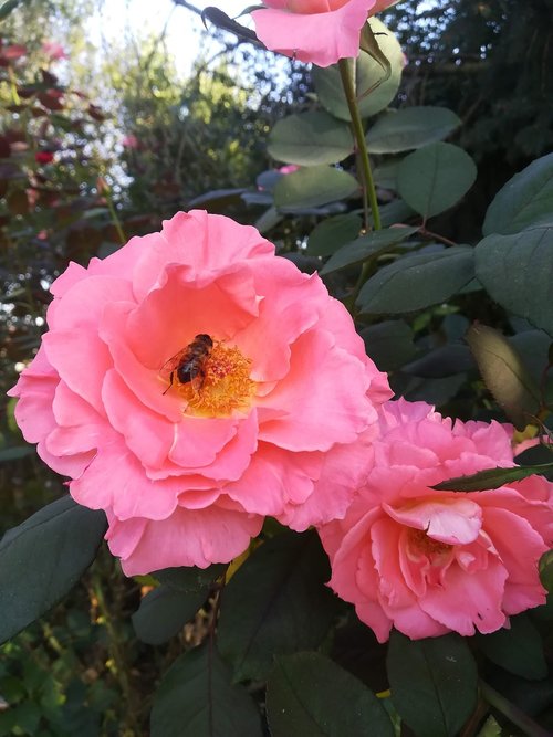 rosa  flowers  nature