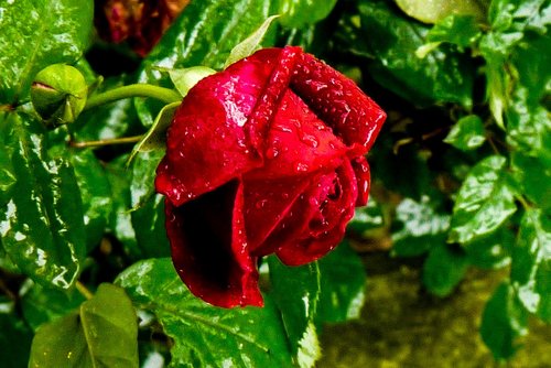 rosa  red  rose
