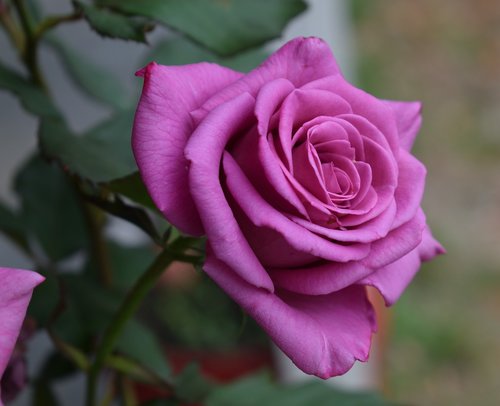 rosa  pink purple  flower