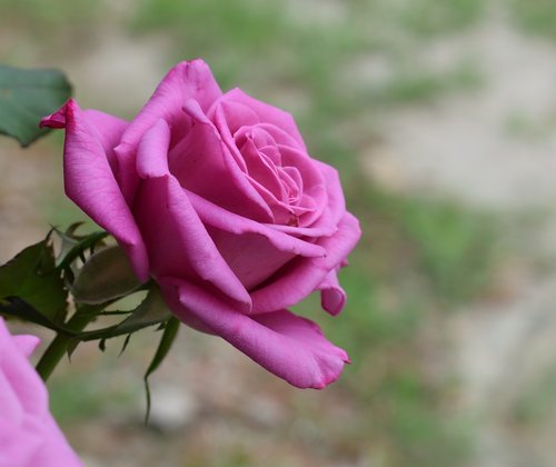 rosa  purple  flower