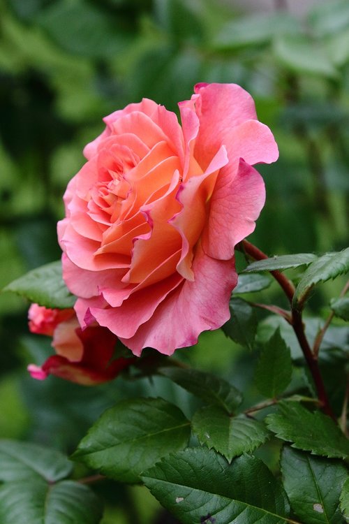 rosa  flower  plant