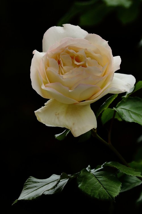 rosa  yellow  flower