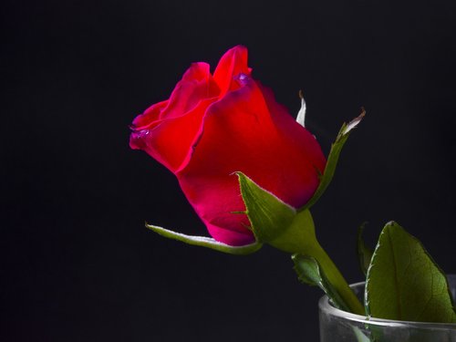 rosa  flower  red