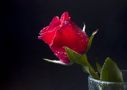 rosa  flower  red