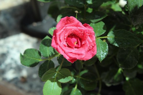 rosa  roses  flowers