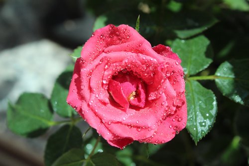 rosa  petal  floral