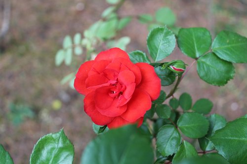 rosa  red  flower