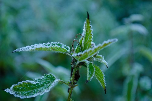 rosa  frost  plant