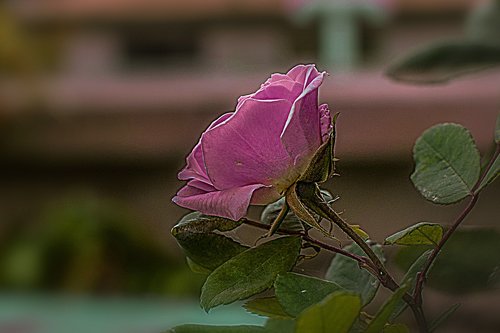 rosa  flower  bella