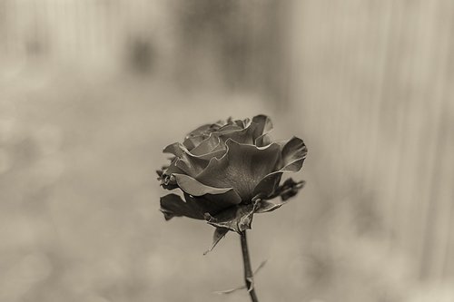 rosa  flower  nature