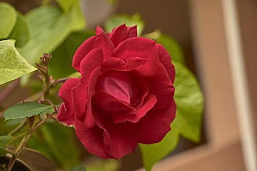rosa  garden  roses