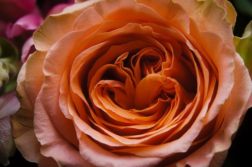 rosa  flower  macro