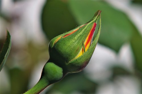 rosa  rose  flower