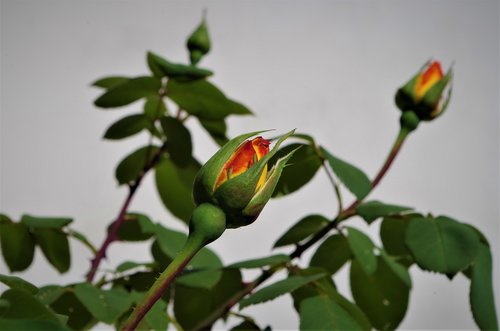 rosa  rose  flower