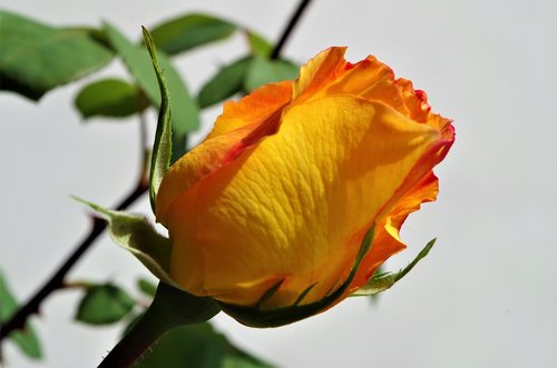 rosa  rose  flower