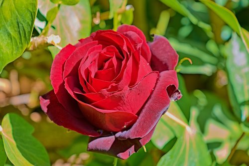 rosa  garden  flower