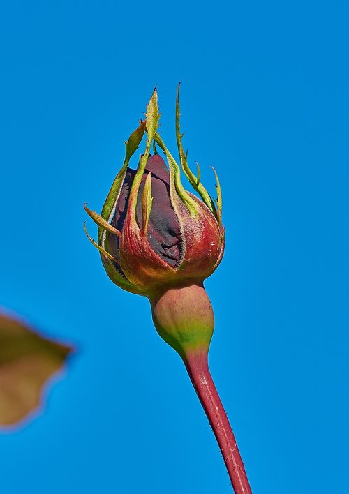 rosa  garden  flower