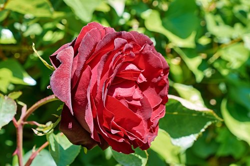 rosa  flower  spring