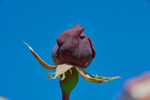 rosa  purple  flowers