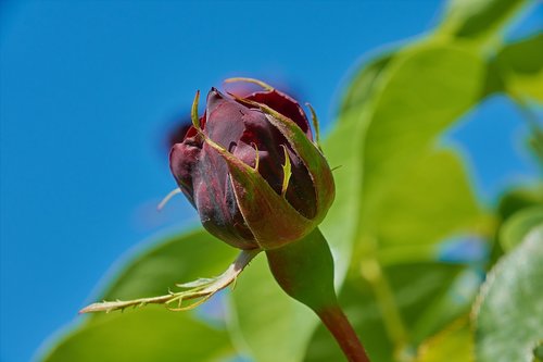 rosa  purple  flowers