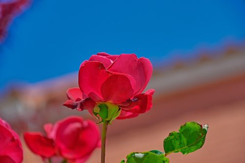 rosa  flowers  garden