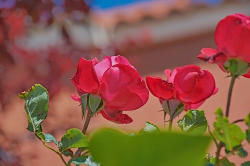 rosa  flowers  garden