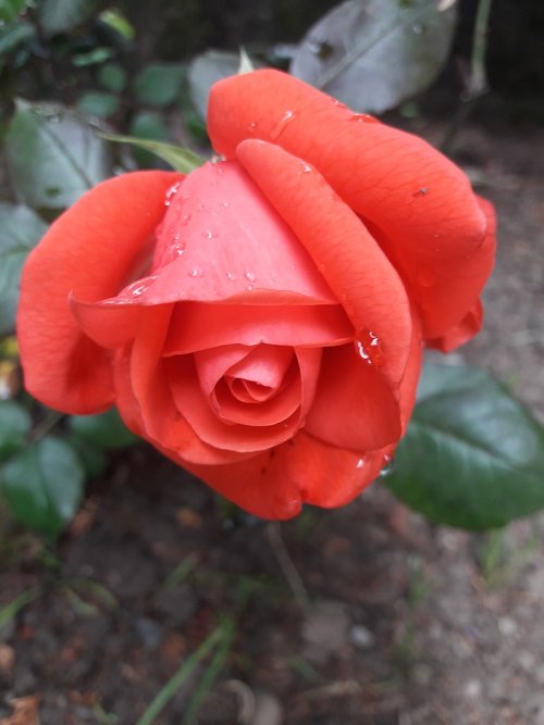 rosa  buds  flowers