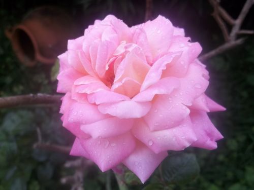 rosa petals plant