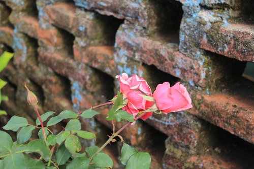 rosa  bricks  green