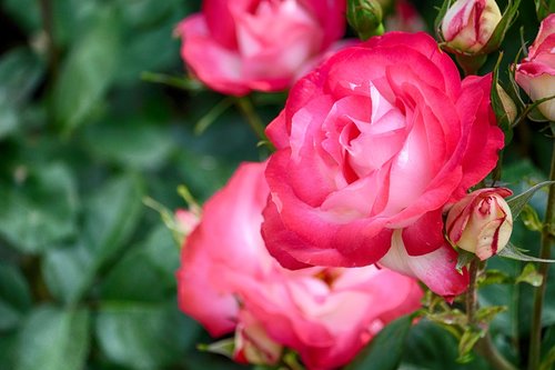 rosa  rose  flowers
