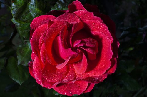 rosa  flower  flowers