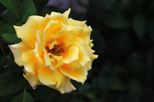 rosa  yellow  flower