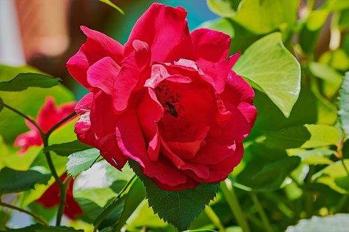 rosa  garden  roses