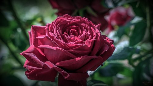 rosa  red  flower