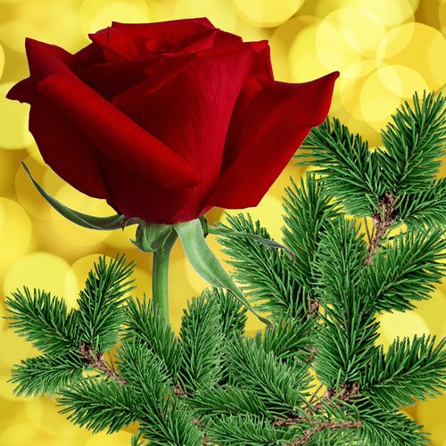 rosa  red  pine
