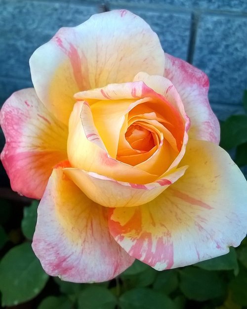 rosa  yellow rose  yellow