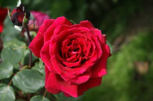 rosa red flower
